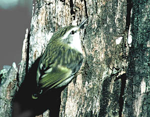 South Island Rifleman (Titipounamu)